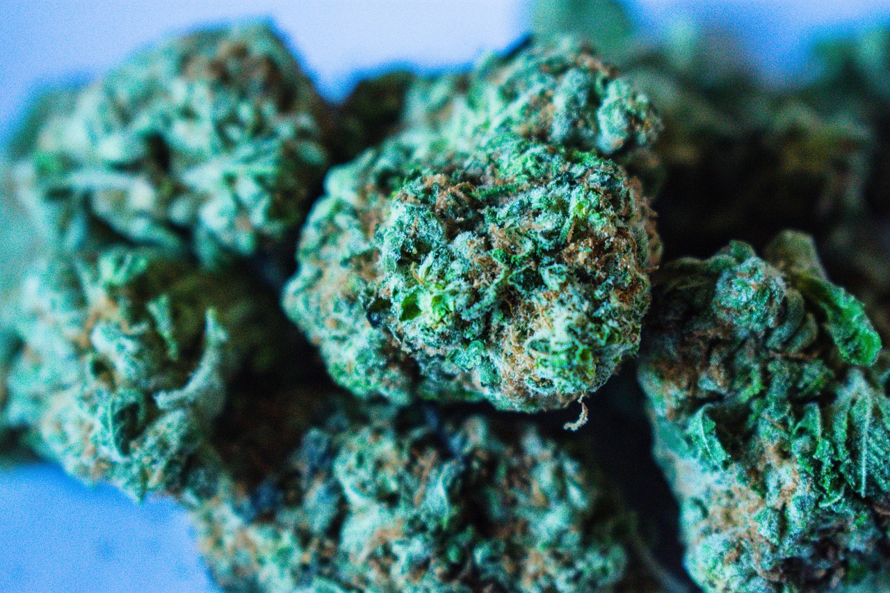 Kolekcjonerskie nasiona marihuany Gelato – cechy charakterystyczne